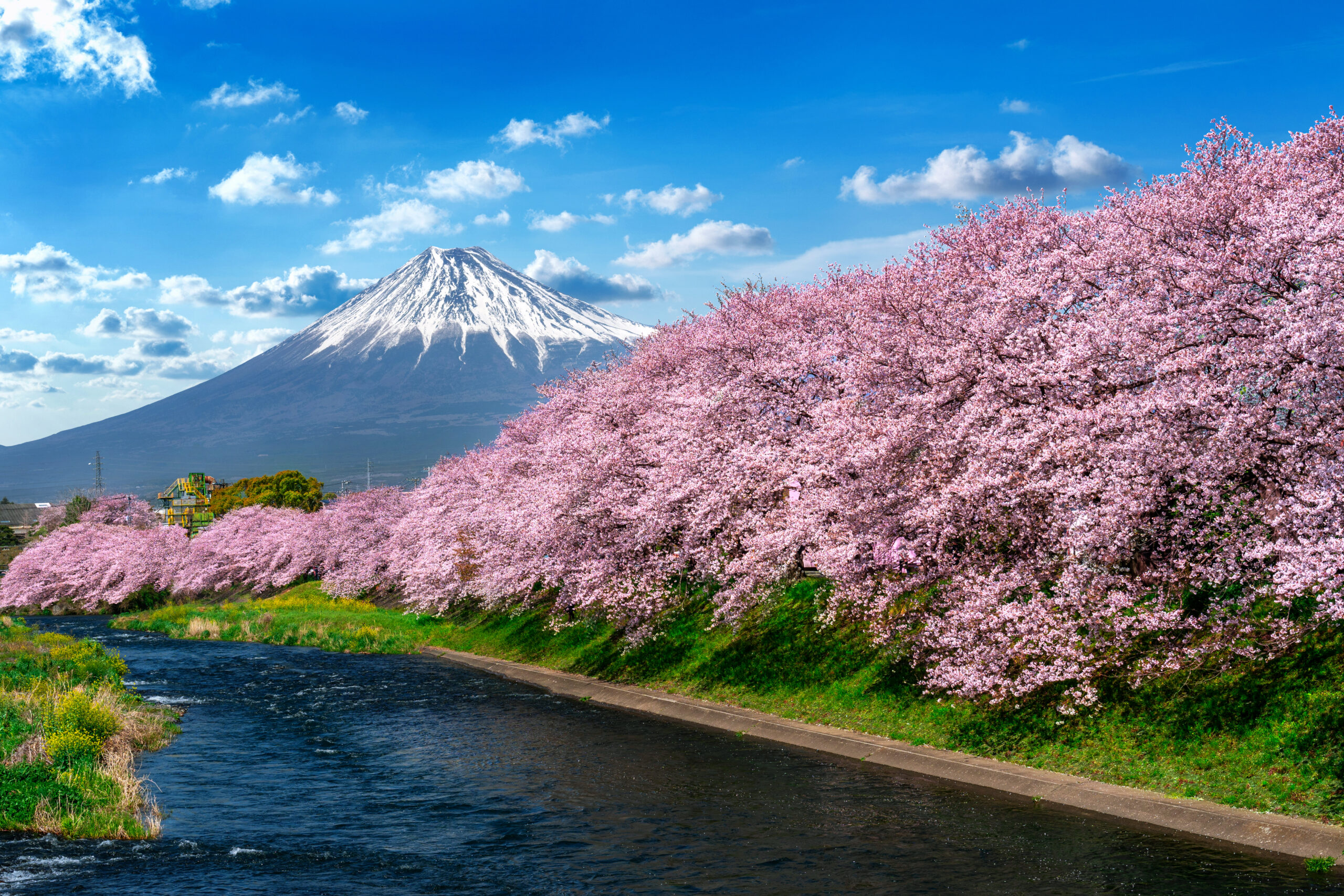 row cherry blossoms fuji mountain spring shizuoka japan scaled